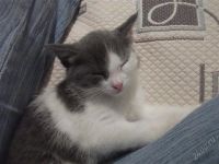 Лот: 1406644. Фото: 2. котенок. Животные и уход