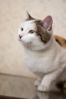 Лот: 6771048. Фото: 2. Ласковая стерилизованная кошечка... Животные и уход