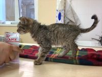 Лот: 20775156. Фото: 2. Котенок с передержки. Животные и уход