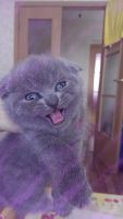 Лот: 5305170. Фото: 2. Котенок шотландский вислоухий... Животные и уход