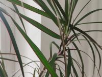 Лот: 20563378. Фото: 4. Драцена 1 метр. Красноярск