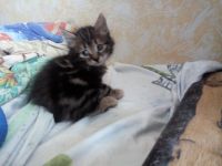 Лот: 15213135. Фото: 6. Кошечка курильского бобтейла