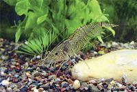 Лот: 9829918. Фото: 2. Креветка дальневосточная (Palemonetes... Аквариумистика