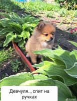 Лот: 20571237. Фото: 4. Шпиц. Красноярск