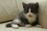 Лот: 3423711. Фото: 5. Котята, котенок, киска