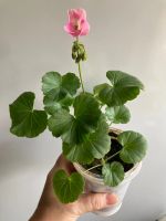 Лот: 25410981. Фото: 13. Пеларгония зональная мини, цветет