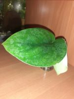 Лот: 19676436. Фото: 4. Сциндаптус jade satin(сатин). Красноярск