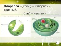 Лот: 9578478. Фото: 2. Хлорелла в таблетках, 75 г (микроводоросль... Продукты