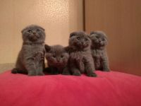 Лот: 10747344. Фото: 3. Шотландские голубые прямоухие... Растения и животные
