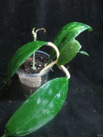 Лот: 13558270. Фото: 3. Хойя Hoya sp. (UT-038)From Flores... Растения и животные