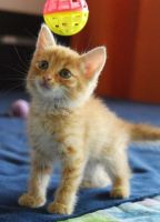 Лот: 7760269. Фото: 2. Солнышко. Животные и уход