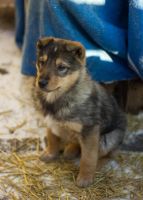 Лот: 6799024. Фото: 5. Замечательные щенки на охрану
