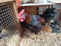 Лот: 18909915. Фото: 2. Петух. Животные и уход