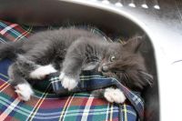 Лот: 2997602. Фото: 3. ОТДАМ КОТЯТ!!!!. Растения и животные