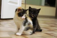 Лот: 8574397. Фото: 6. Котята