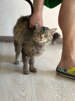 Лот: 23000724. Фото: 5. Кот Тихон