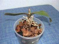 Лот: 1057176. Фото: 2. Орхидея Фаленопсис. Комнатные растения и уход