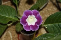 Лот: 2926382. Фото: 3. Глоксиния (срезаные_листики). Растения и животные