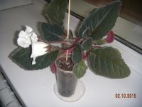 Лот: 6198280. Фото: 2. Глоксиния белая Аванти, цветущая. Комнатные растения и уход
