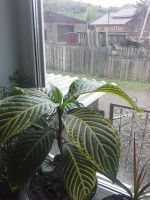 Лот: 7601956. Фото: 4. Санхеция. Красноярск