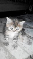 Лот: 7630513. Фото: 4. Кошечка-экзотка. Срочно!. Красноярск