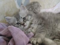 Лот: 4248088. Фото: 3. Шикарные котята!. Растения и животные