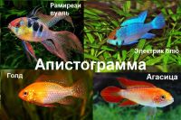 Лот: 17863320. Фото: 6. Апистограмма Черная Рамирези Темный...