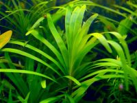 Лот: 13978770. Фото: 2. Эйхорния лазоревая (Eichhornia... Аквариумистика