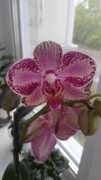 Лот: 9660520. Фото: 3. Орхидея. Растения и животные