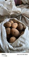 Лот: 25755527. Фото: 2. Картофель. Продукты