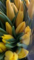 Лот: 2581225. Фото: 3. Большие тюльпаны. Настоящий экстра...