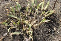 Лот: 7378211. Фото: 2. Ирис двухцветный. Семена, рассада, садовые растения