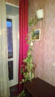Лот: 3616416. Фото: 4. 20 горшков с цветами. Красноярск