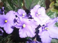 Лот: 921904. Фото: 3. Фиалка - вся в цвету! Фиолетовая... Растения и животные