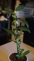 Лот: 5541721. Фото: 5. Орхидея Дендробиум Нобиле белый...