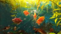 Лот: 21976156. Фото: 4. Тернеция GloFish 5 штук. Красноярск