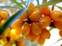 Лот: 6395157. Фото: 2. облепиховый СОК. Продукты