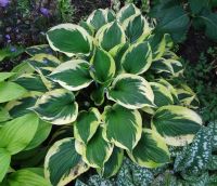 Лот: 9561944. Фото: 2. хоста Твайлайт (Hosta Twilight... Семена, рассада, садовые растения