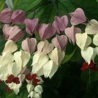 Лот: 14169557. Фото: 3. "Клеродендрум Томсона" или цветок... Растения и животные