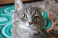 Лот: 8196022. Фото: 5. Котик британец в хорошие руки!