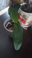 Лот: 16358589. Фото: 3. Орхидея "Фаленопсис" 2 сорта. Растения и животные