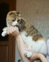 Лот: 2975248. Фото: 6. Котята скотиш страйт