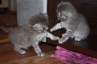 Лот: 11886661. Фото: 4. Продам котят. Красноярск