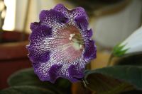 Лот: 5304356. Фото: 2. Глоксиния 3 тигрина синяя (зацвела... Комнатные растения и уход