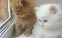Лот: 7932972. Фото: 4. Персидские котята. Красноярск