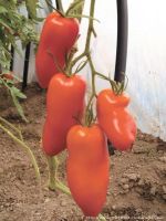 Лот: 10790810. Фото: 3. Семена томата "Перцевидный" -... Для дачи, дома, огорода, бани, парка