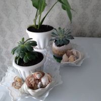 Лот: 23694782. Фото: 2. Ракушки. Аквариумистика