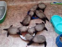 Лот: 2138593. Фото: 3. Хорёк. Растения и животные