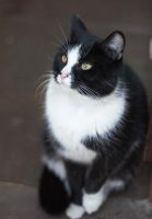 Лот: 5374995. Фото: 2. кошка мышеловка стерилизованная... Животные и уход