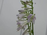 Лот: 22647316. Фото: 5. хоста Тиспон (hosta Teaspoon)
